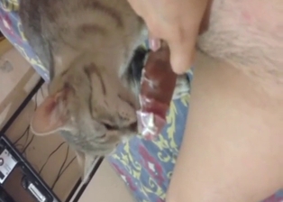 Good cat fucker featured in a zoo porn video