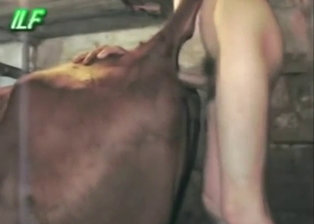 Cow bestiality sex with a teen fucking that hole