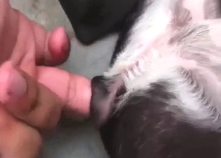 Fingering in bestiality porn with black-white dog
