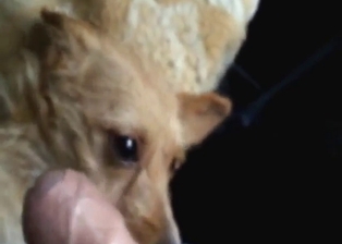 POV bestiality sex with a furry beast pussy in POV