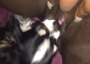 Puppy porn and zoo sex, hot licking up close