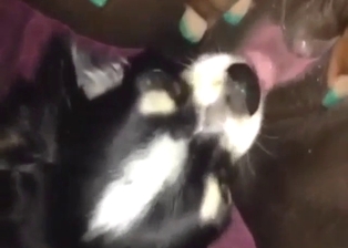 Puppy porn and zoo sex, hot licking up close