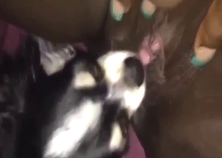 Puppy porn and zoo sex, hot licking up close