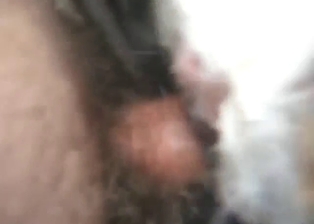 Stag fuck in a bestiality sex tape with thrusts