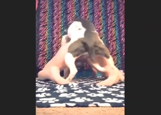 Slutty guy goes on all fours in bestiality porn