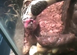 Poop-themed zoo porn movie for the connoisseurs