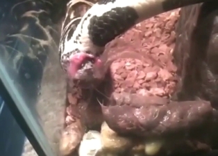 Poop-themed zoo porn movie for the connoisseurs