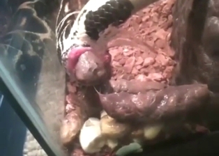 Poop-themed zoo porn movie for the connoisseurs