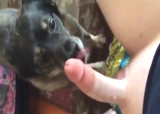 Dude jerks off in a bestiality porn movie, licking