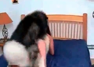 Oral bestiality action with a big doggy