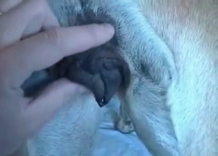 Unforgettable dog lover fingers dog ass