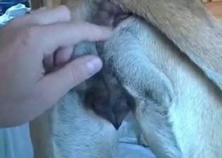 Unforgettable dog lover fingers dog ass