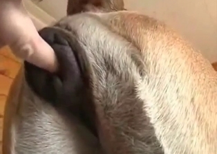 Unforgettable dog lover fingers dog ass
