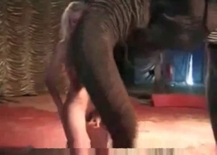 Naked zoophile and elephant