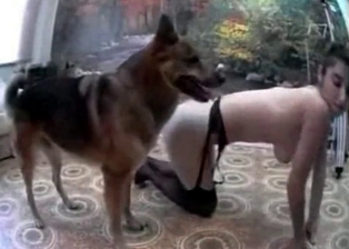 Dog licks her accurate crack in a sexy way