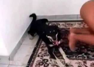 Sexy bitch and cute pet in bestiality porn