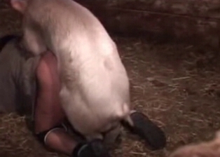 Man gets anally banged by a pig