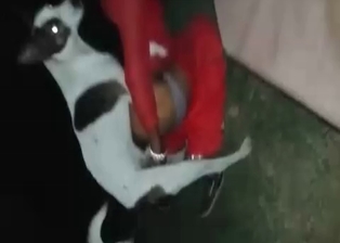 Small hound needs a nice treat