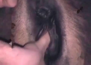 Hot stallion likes filthy bestiality sex