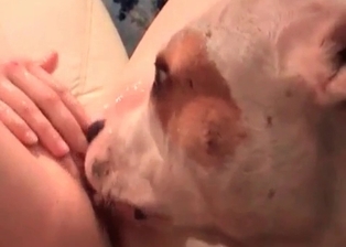 Crazy zoophile slut gets humped by filthy pup