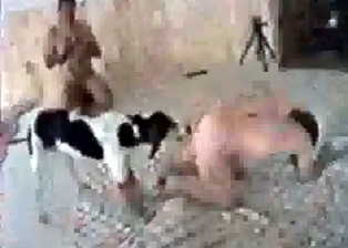 Impressive zoophilic hooker is raped in her pussy by pooch