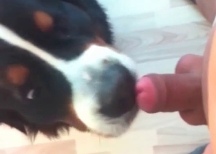 Dog licks my hard cock with love